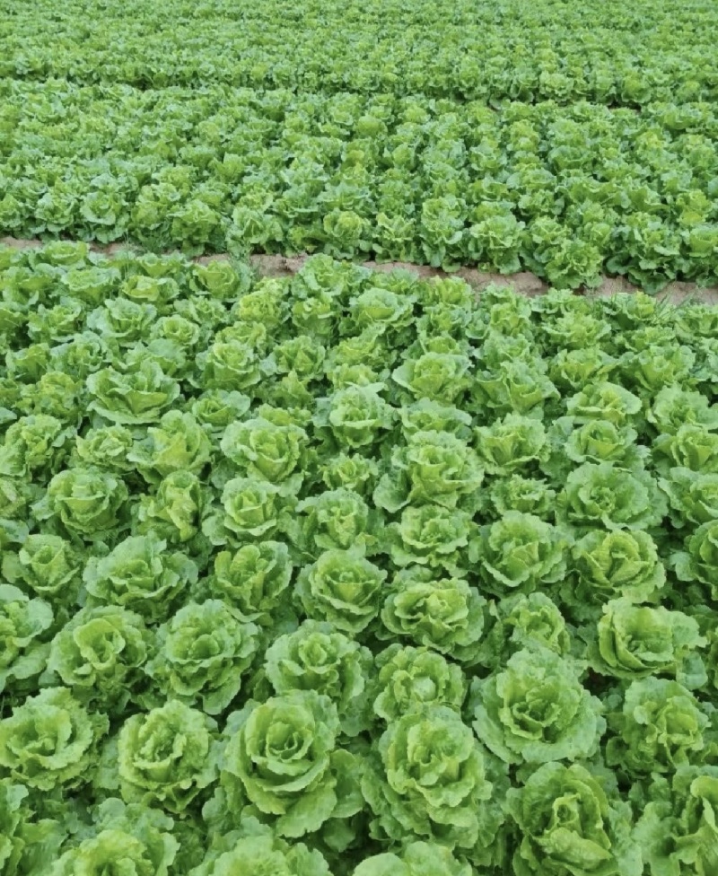 生菜精品生菜产区一手货源实力代办保质保量