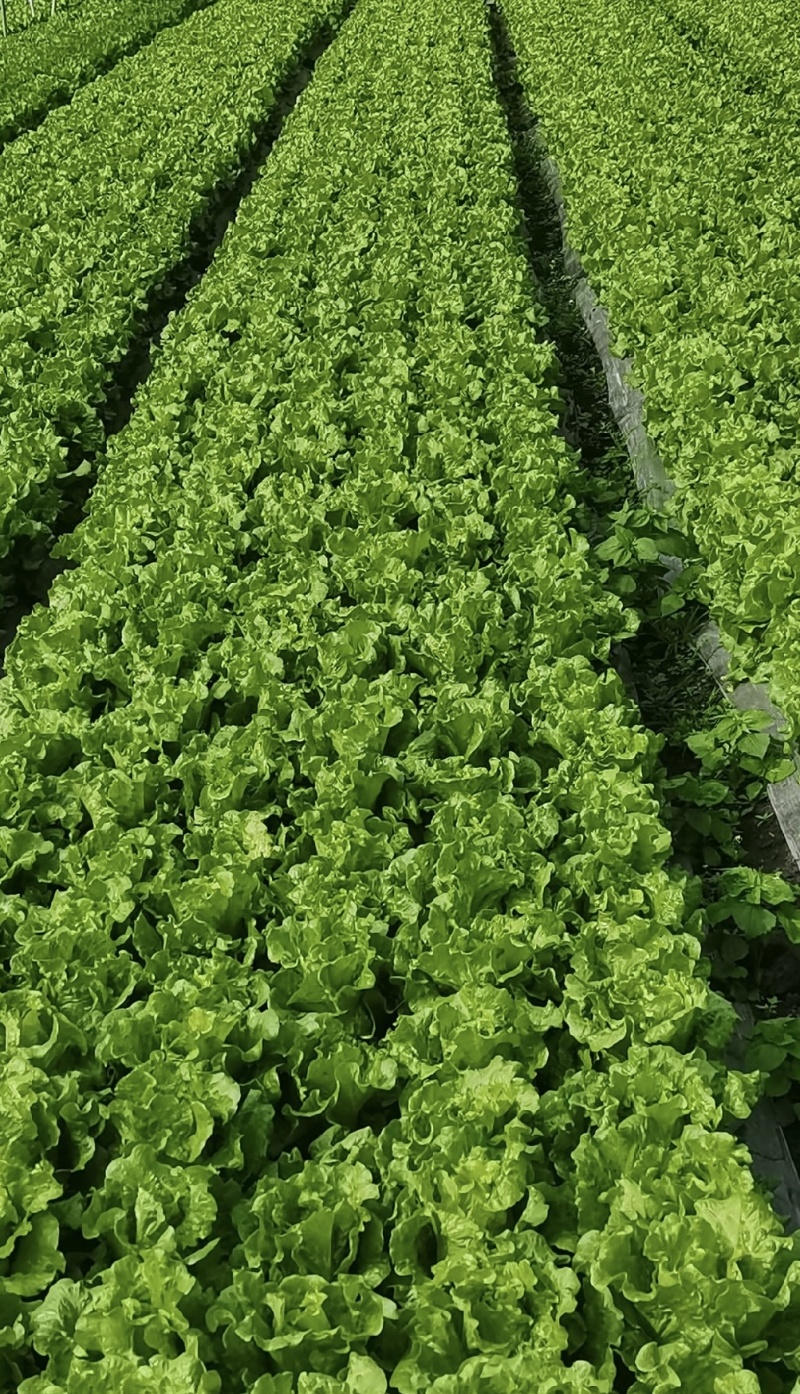 生菜精品生菜产区一手货源实力代办保质保量