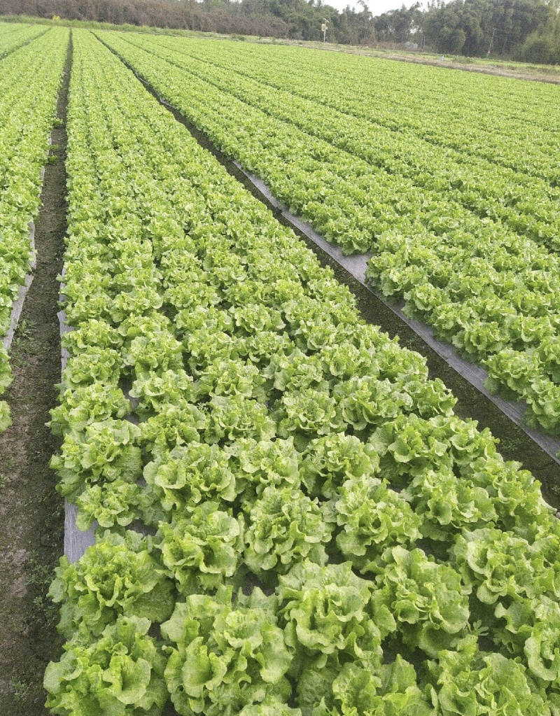 生菜精品生菜产区一手货源实力代办保质保量