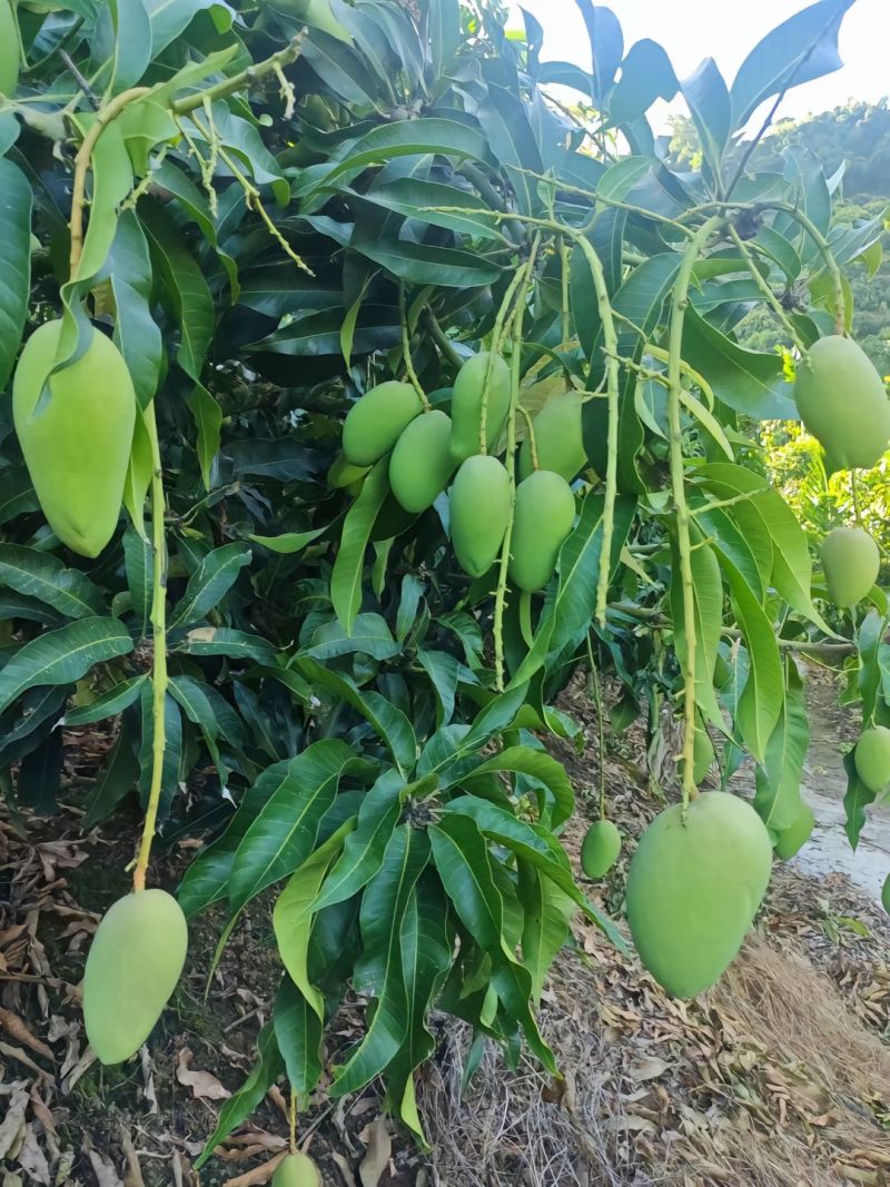 只限广东区域客户配送，小台芒，地滩货，超市，市场电商。