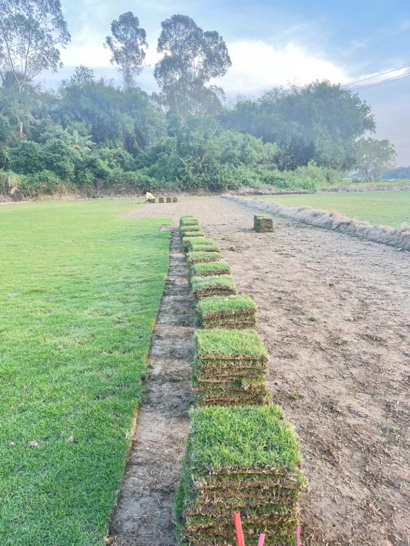 海南台湾草批发大叶油草马尼拉草