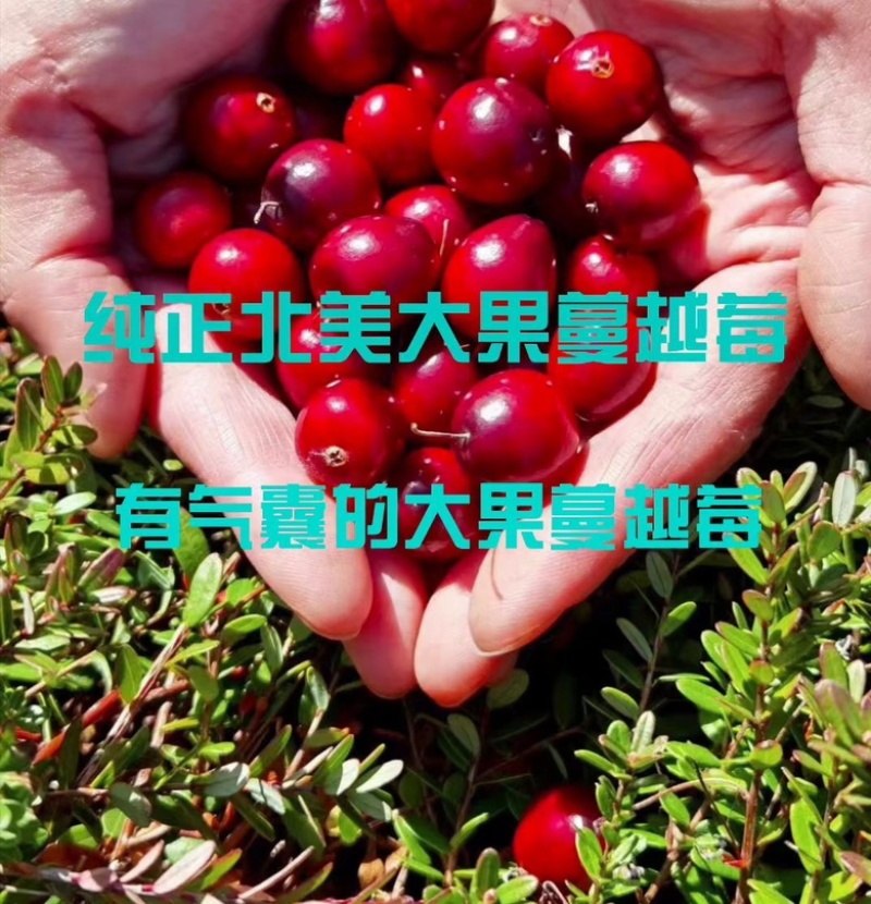 蔓越莓苗！北美特大果蔓越莓品种，北方红豆苗