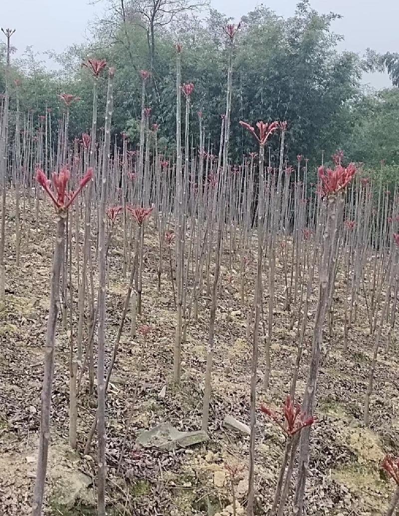 四川省大竹县红油香椿芽，大竹香椿芽