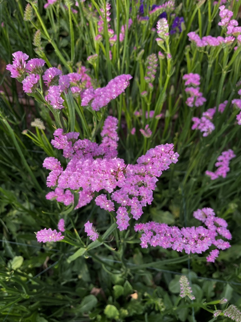 勿忘我情人草水晶花