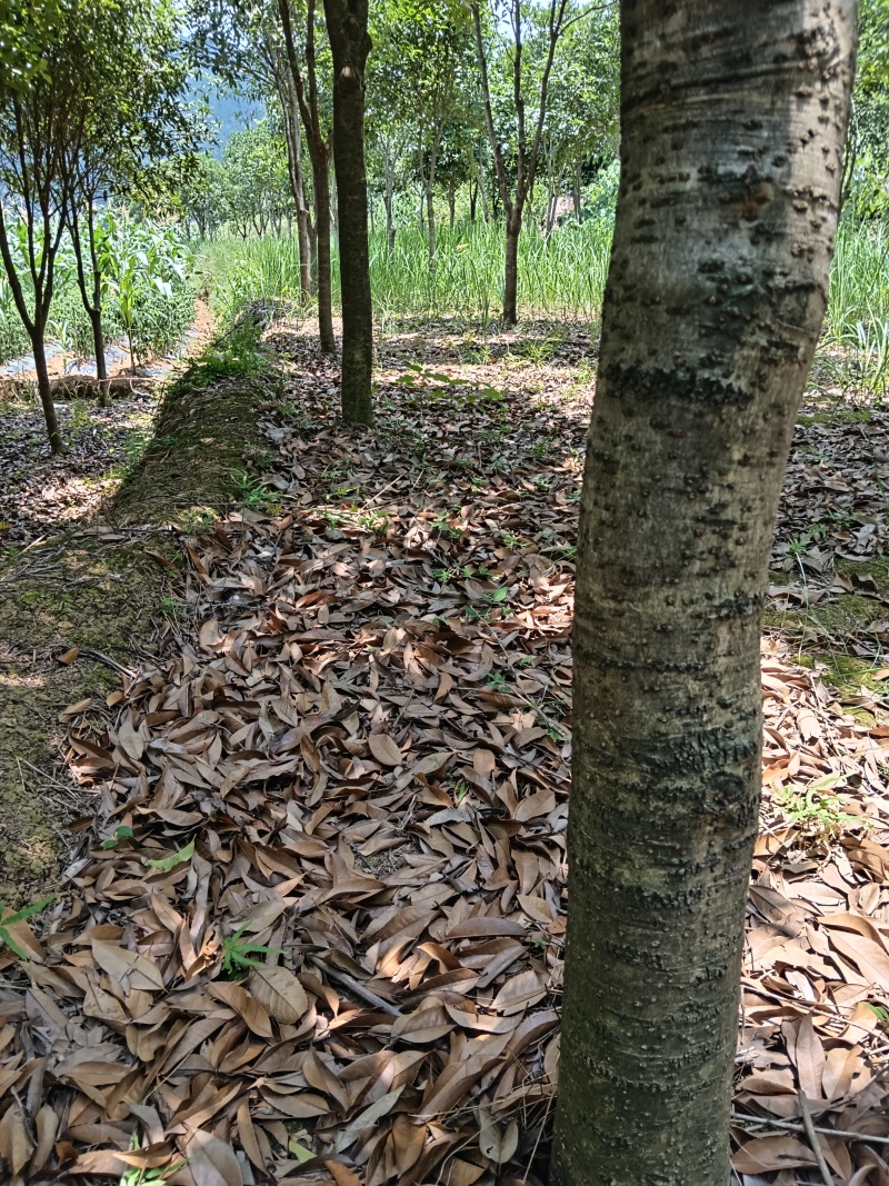 桂花树