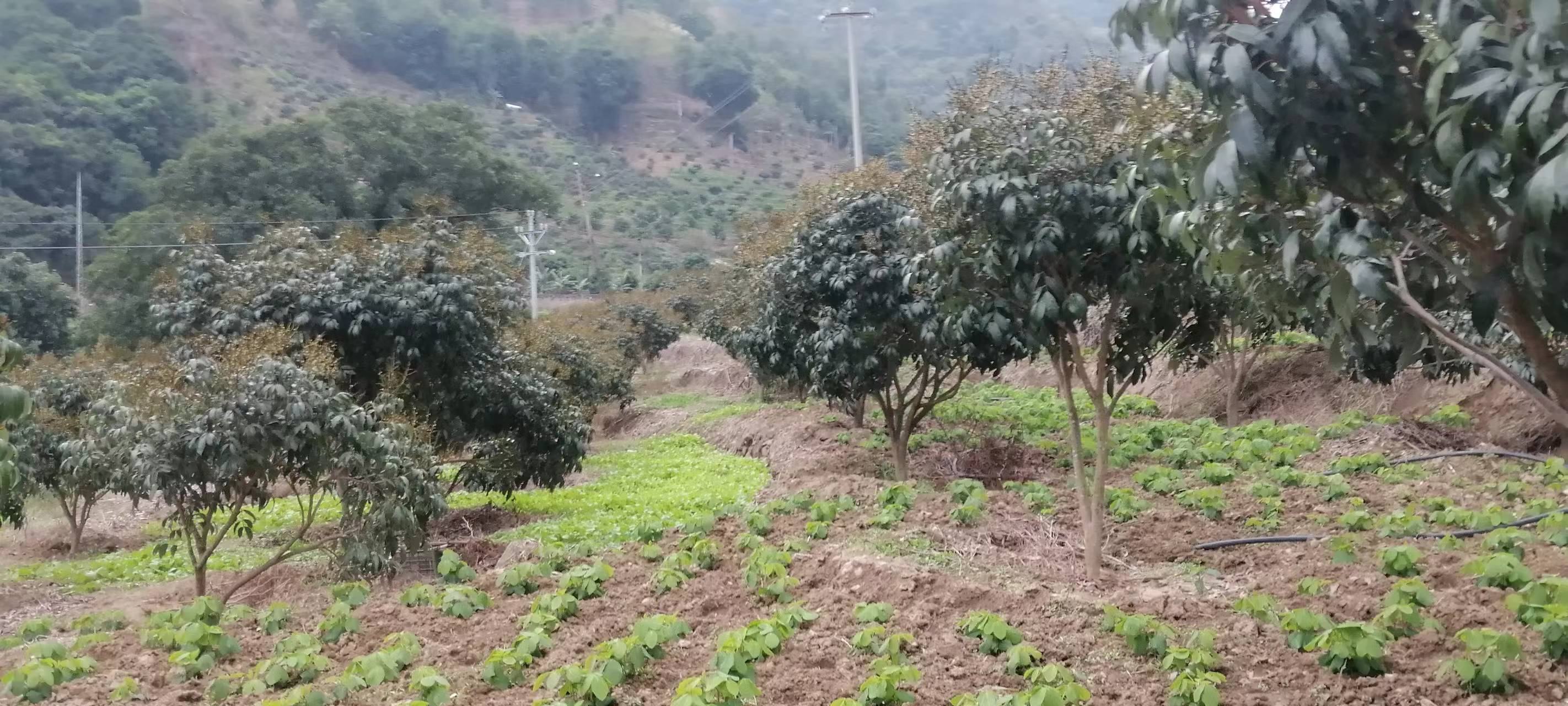 果园中农民观察三月红荔枝花穗发育情况