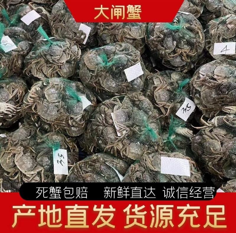 大闸蟹一手货源全国发货顺丰冷链送货上门满黄带膏包活