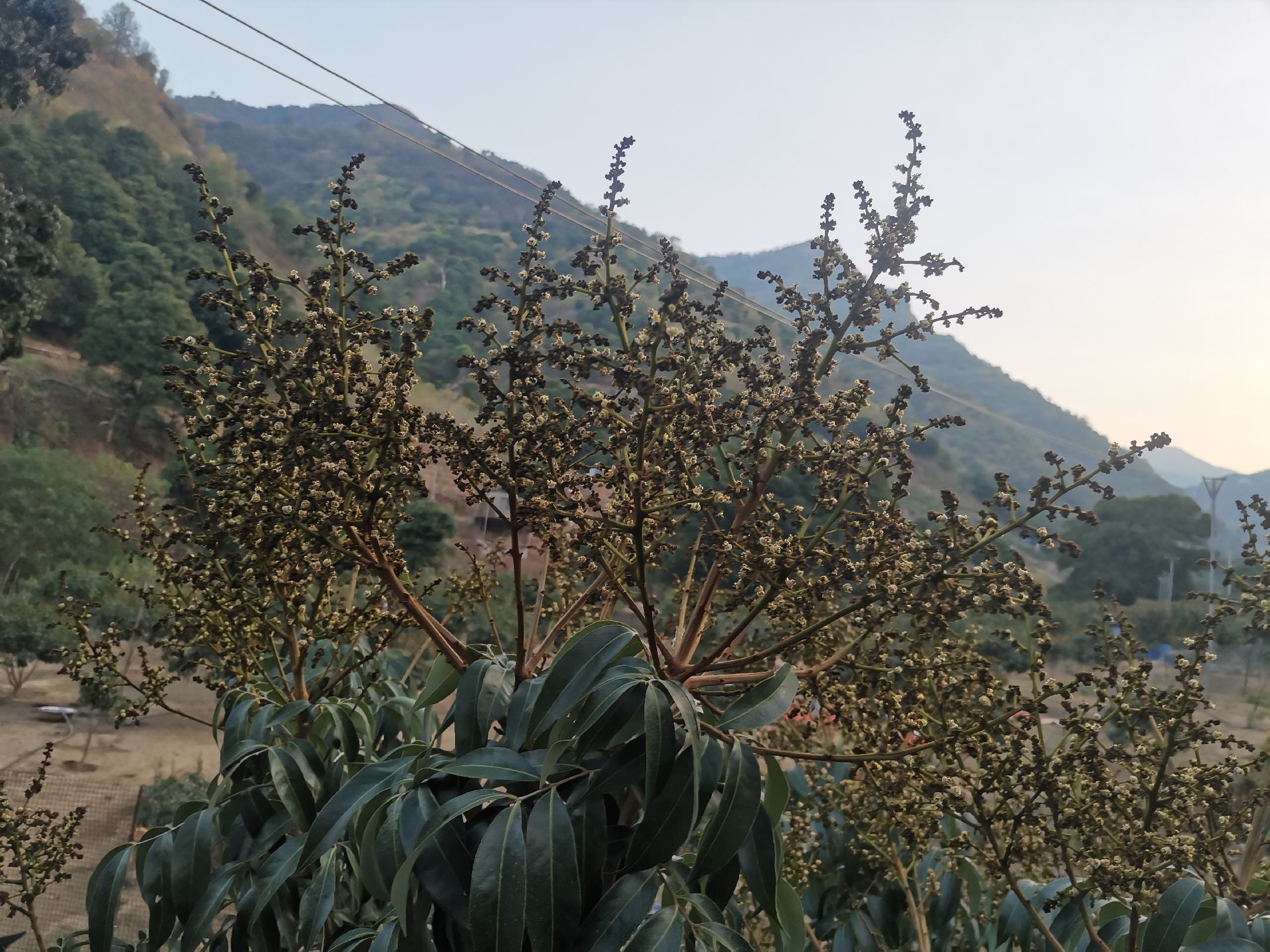 三月红荔枝花穗显微结构示意图