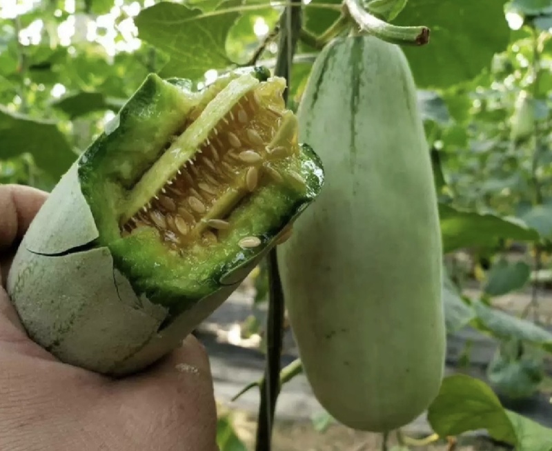博洋61羊角蜜甜瓜产地直供量大从优对接全国电商超