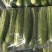 大量旱黄瓜