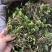 【包邮】石橄榄新鲜纯野生石橄榄正宗石橄榄单叶大果石橄榄