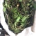 【包邮】石橄榄新鲜纯野生石橄榄正宗石橄榄单叶大果石橄榄