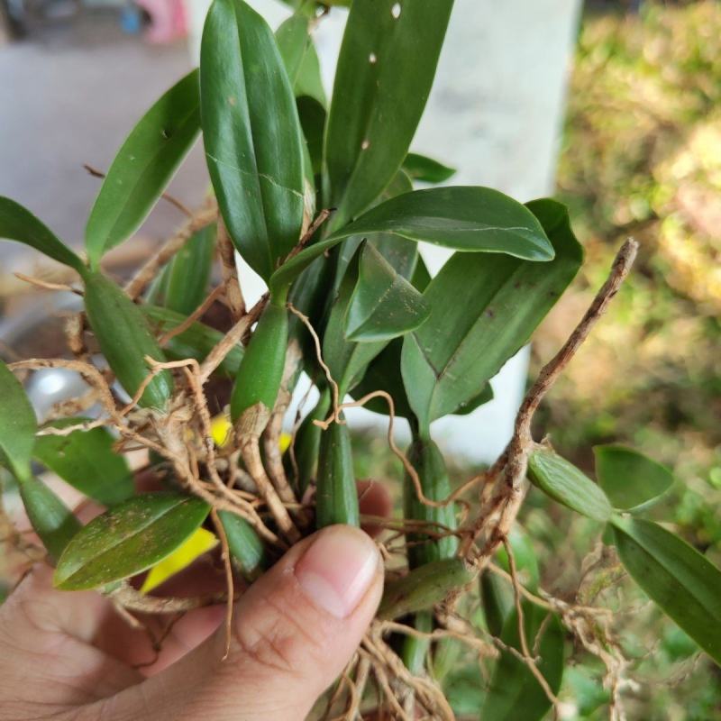 【包邮】石橄榄新鲜纯野生石橄榄正宗石橄榄单叶大果石橄榄