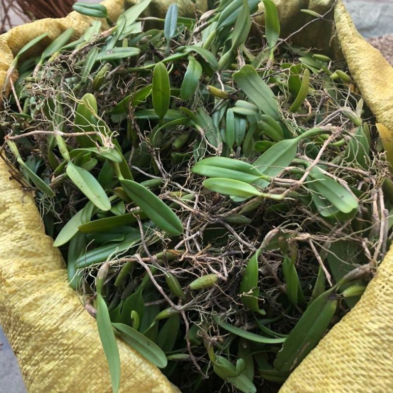 【包邮】石橄榄新鲜纯野生石橄榄正宗石橄榄单叶大果石橄榄