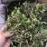【包邮】石橄榄新鲜纯野生石橄榄正宗石橄榄单叶大果石橄榄