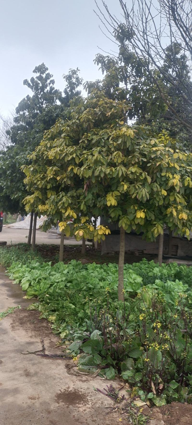 皂角树皂荚皂刺10公分16公分20公分25公分30