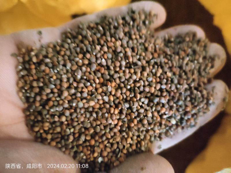 陕西咸阳彬县紫苏籽低价处理