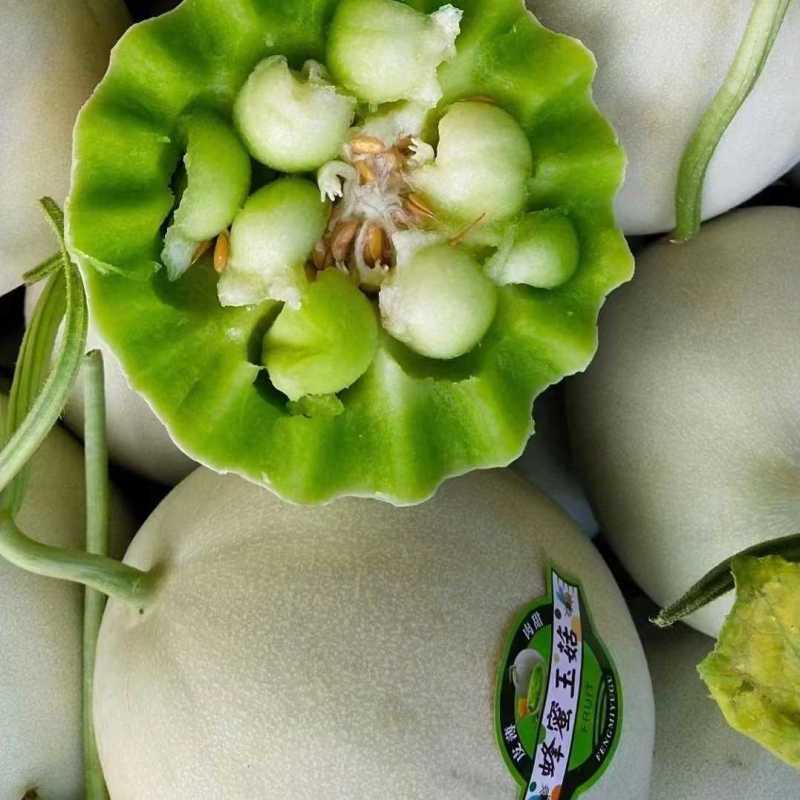 甜瓜玉姑甜瓜冰清玉姑口感纯正果肉糯滑