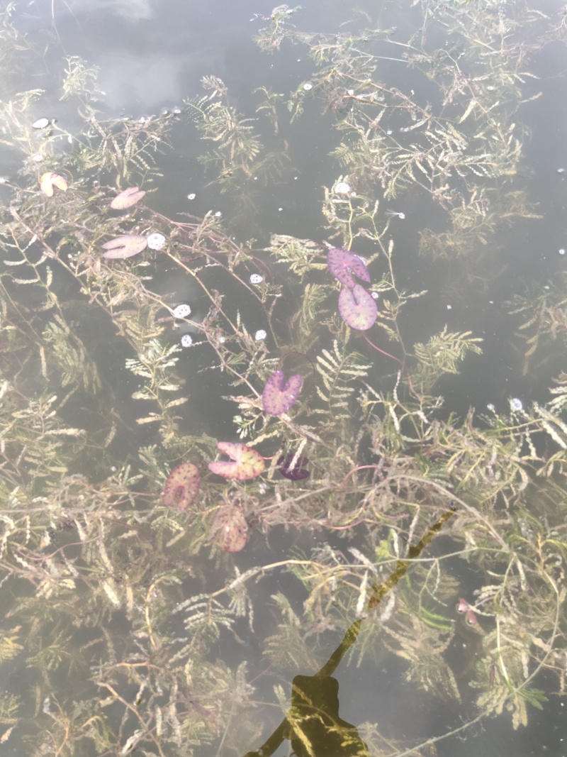 微山湖芡实，耐寒高产芡实鸡头米种子，优质芡实种苗。