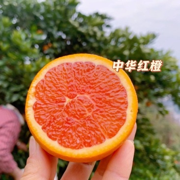 秭归橙子，中华红橙，糖度高，水分充足，看园采果