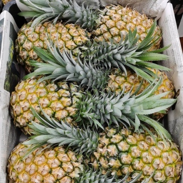 菠萝