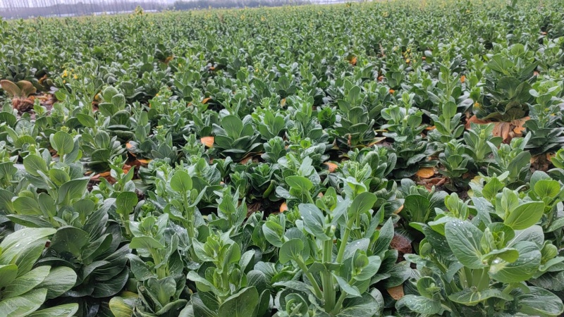 矮脚菜菜苔，精品菜苔，上海青菜苔，小黑菜菜苔，菜心