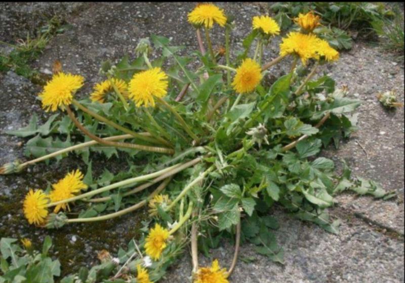 蒲公英苗