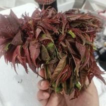 精品红香椿芽