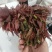 精品红香椿芽
