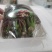 精品红香椿芽
