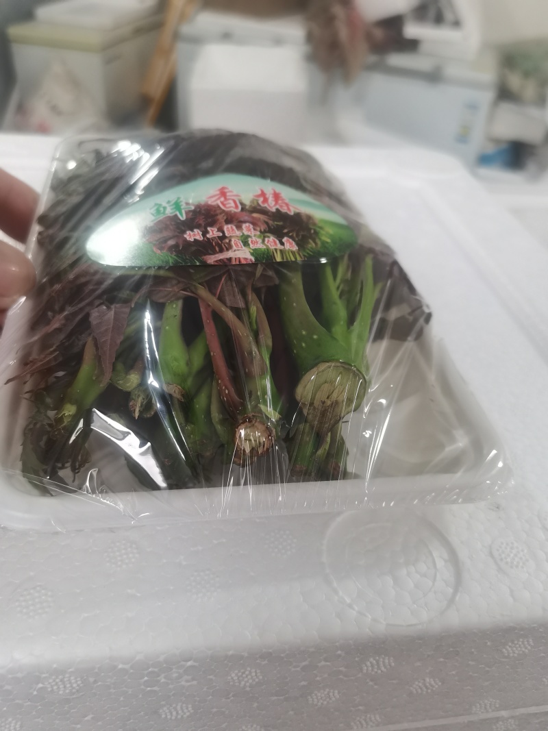 精品红香椿芽