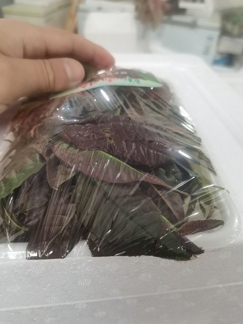 精品红香椿芽