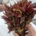 精品红香椿芽
