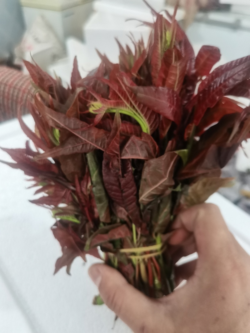 精品红香椿芽