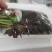 精品红香椿芽