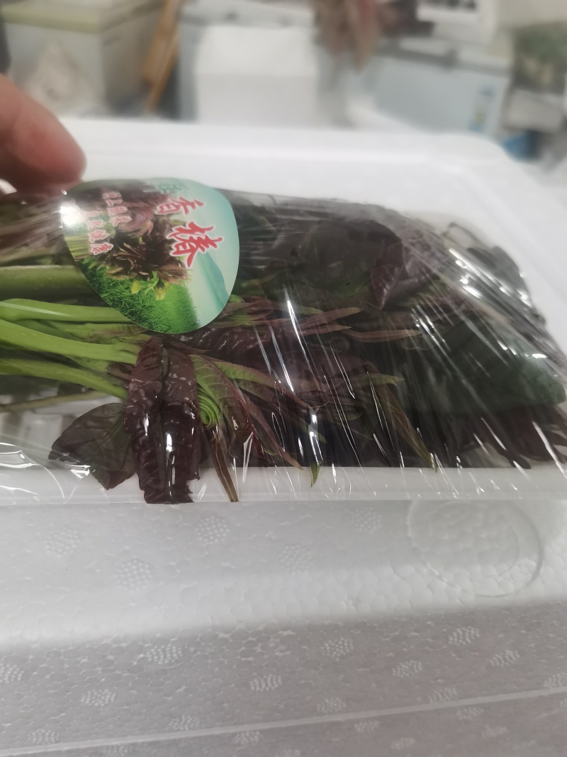 精品红香椿芽