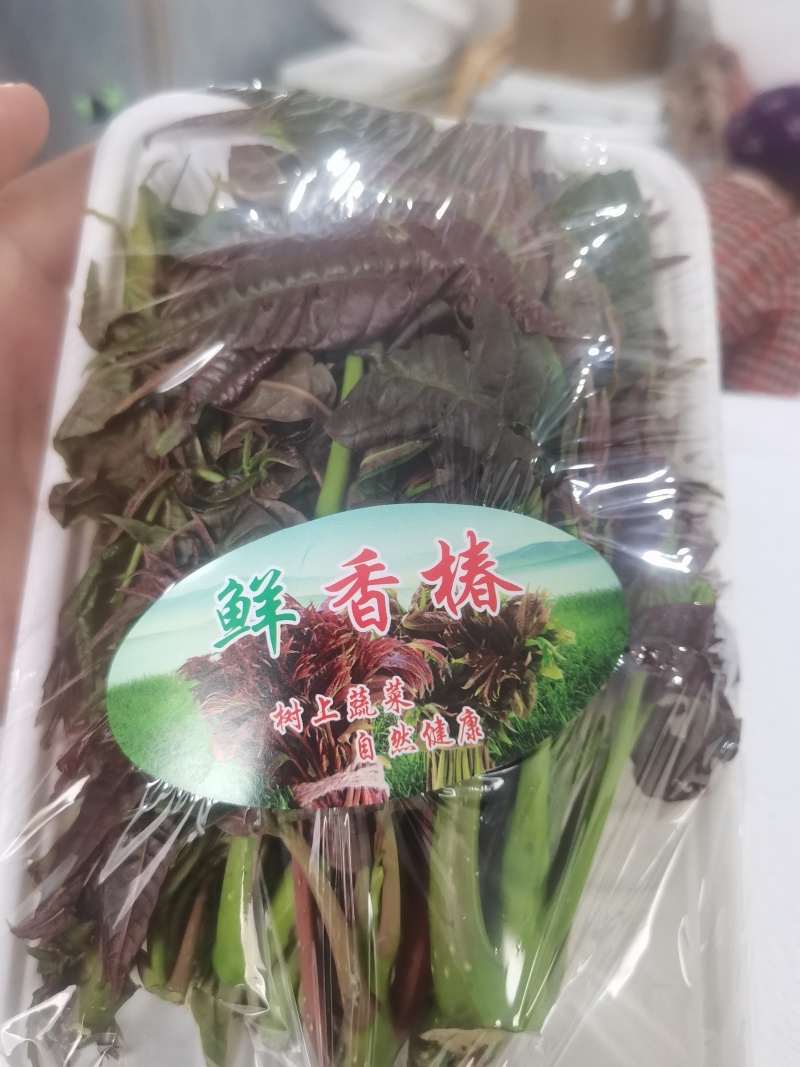 精品红香椿芽