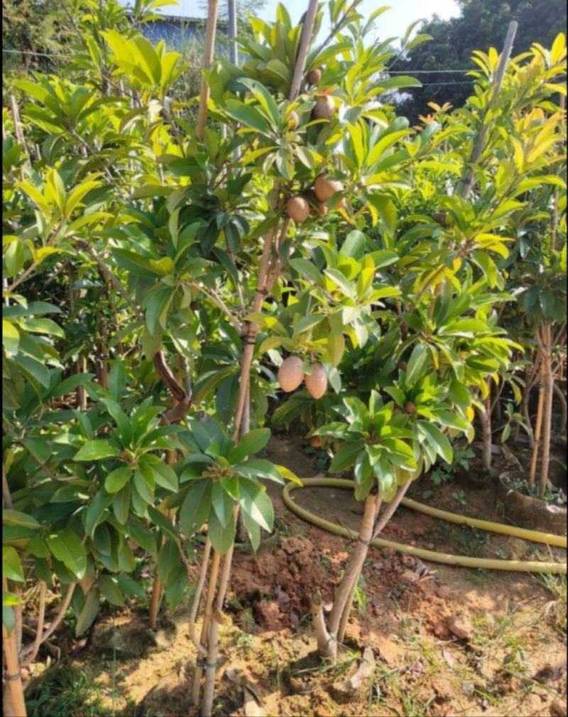 人心果苗