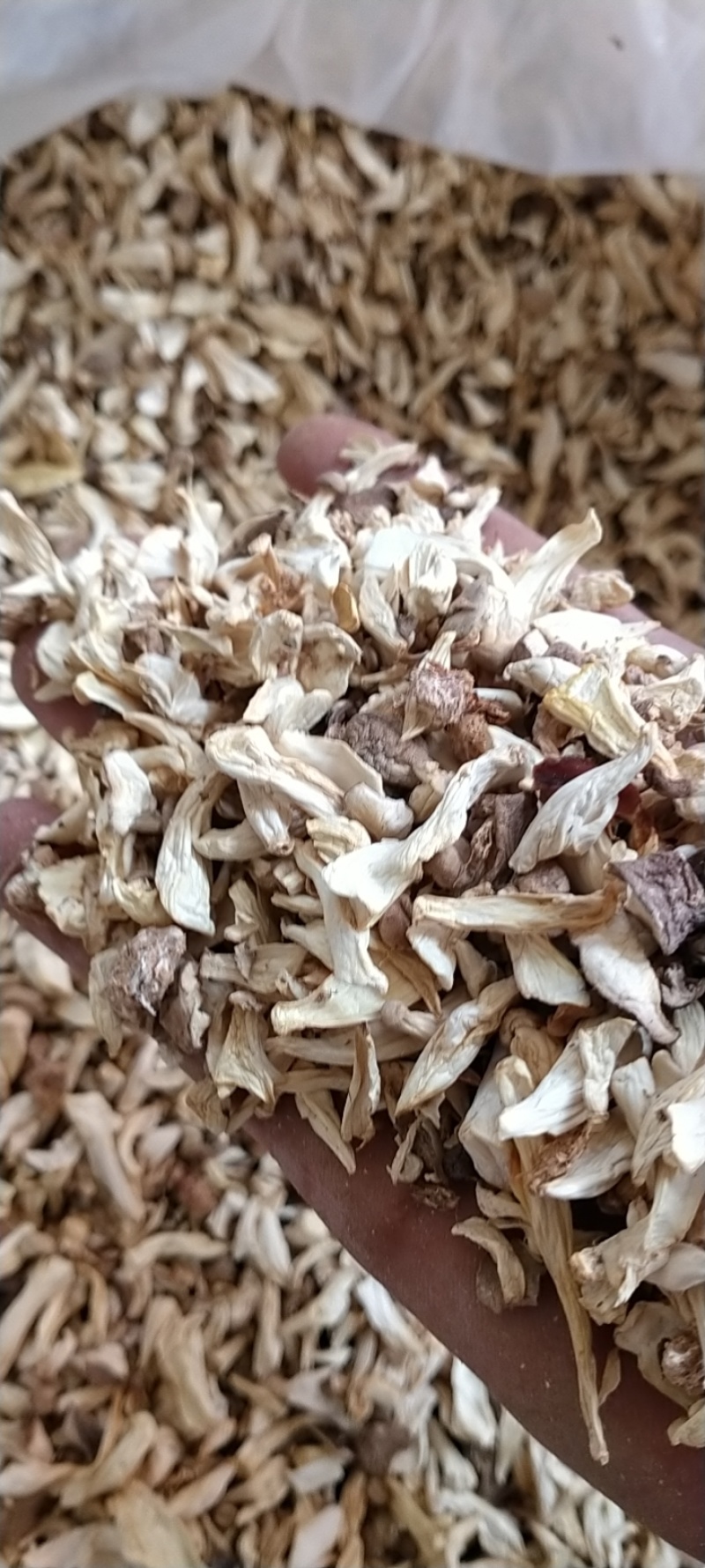 杏鲍菇小块，干净无杂，食品厂专用，常年大量供应