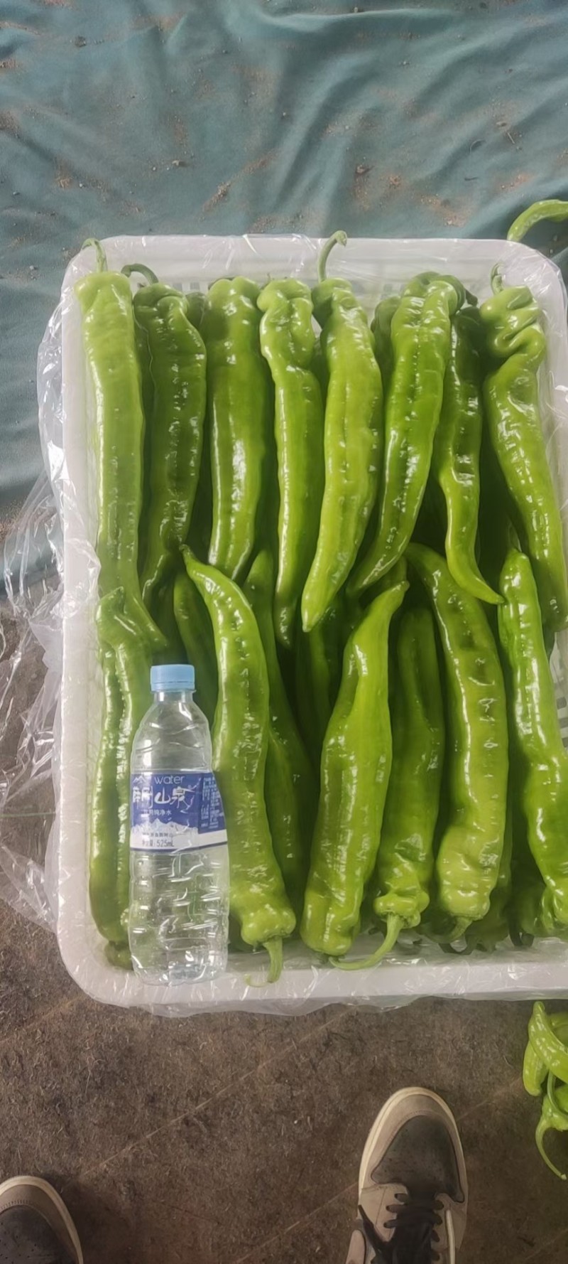 尖椒黄皮尖椒太空椒承接商超电商社团配货代收代发