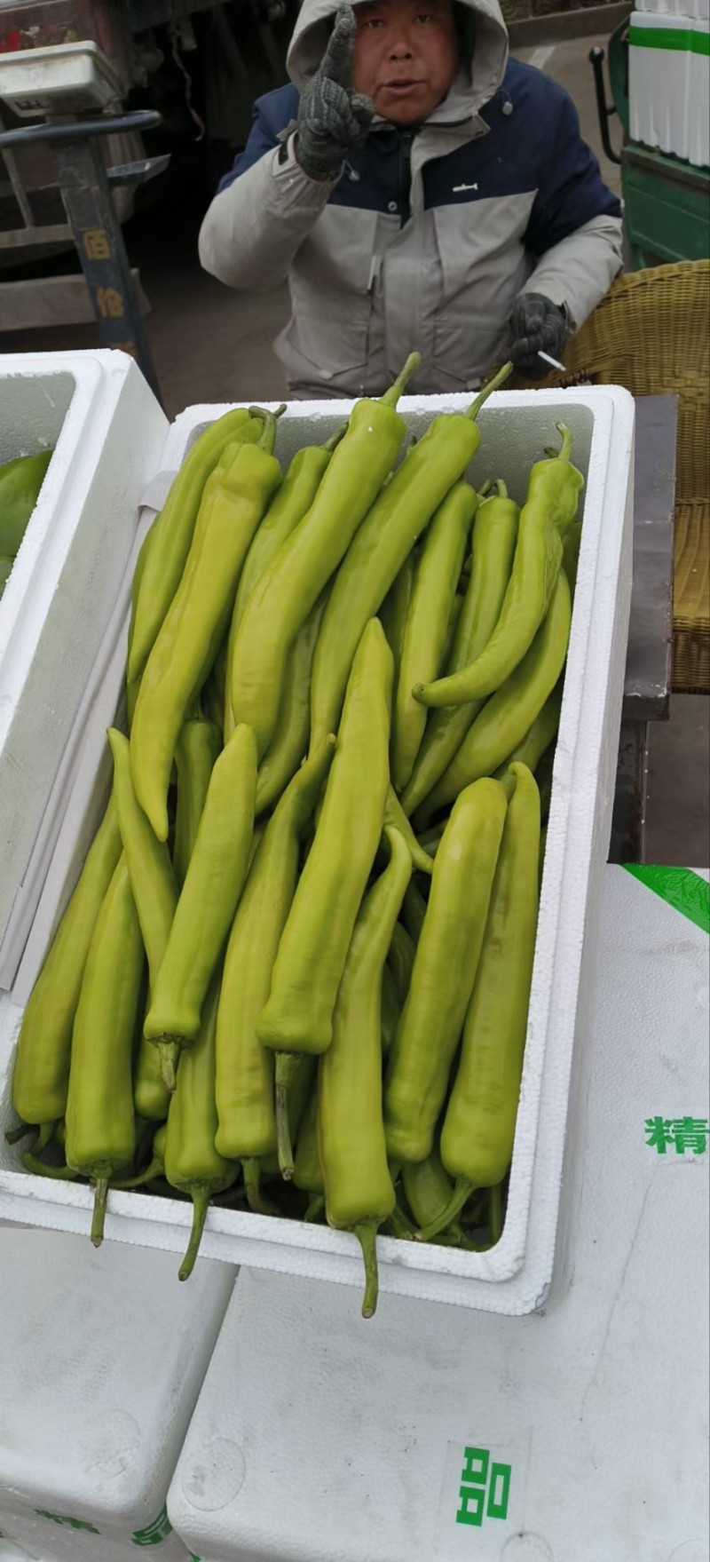 尖椒黄皮尖椒太空椒承接商超电商社团配货代收代发