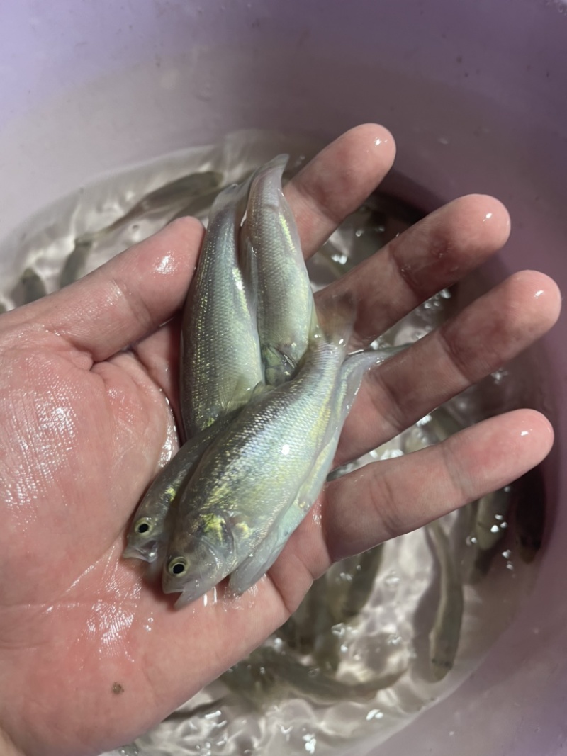 加州鲈鱼苗优鲈3号
