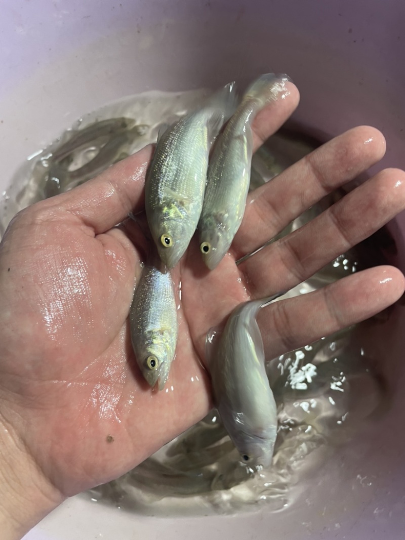 加州鲈鱼苗优鲈3号