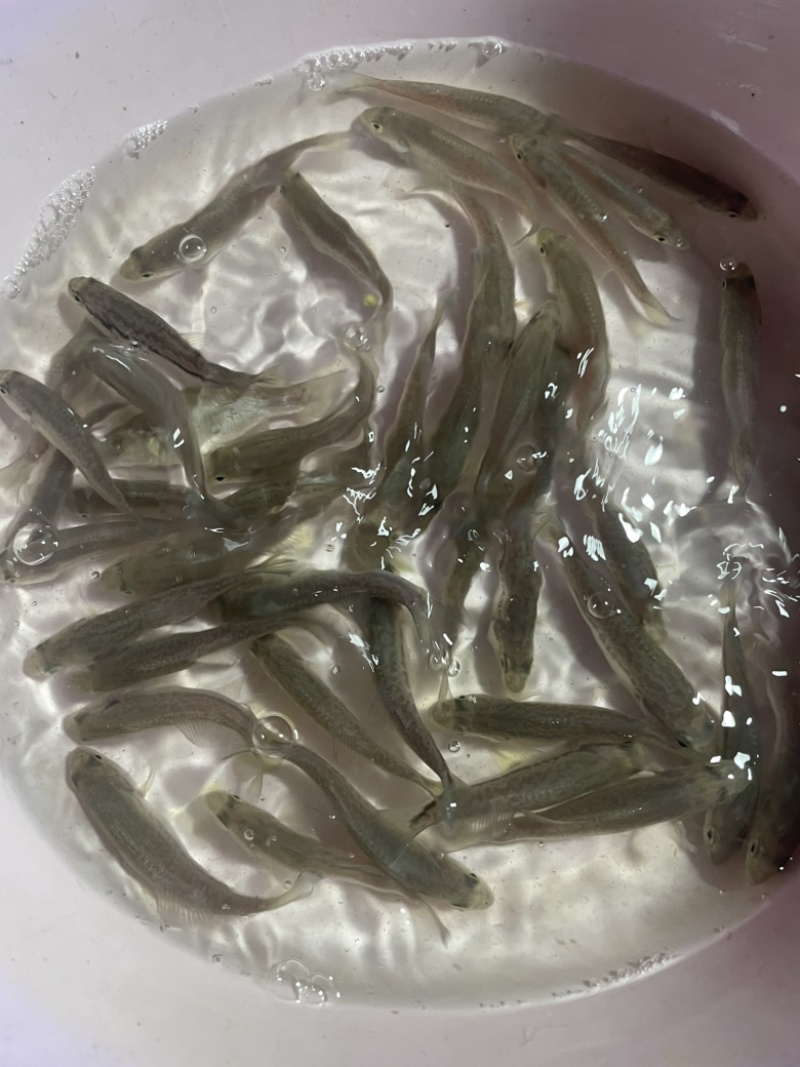 加州鲈鱼苗优鲈3号