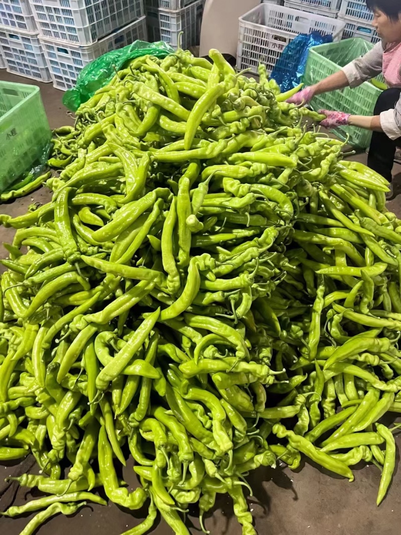 尖椒黄皮尖椒太空椒承接商超电商社团配货代收代发