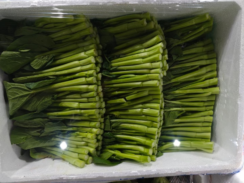 成都精品菜心