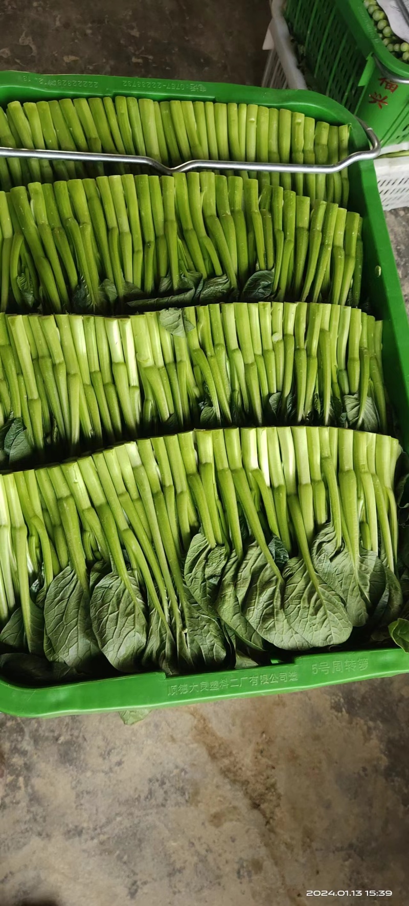 成都精品菜心
