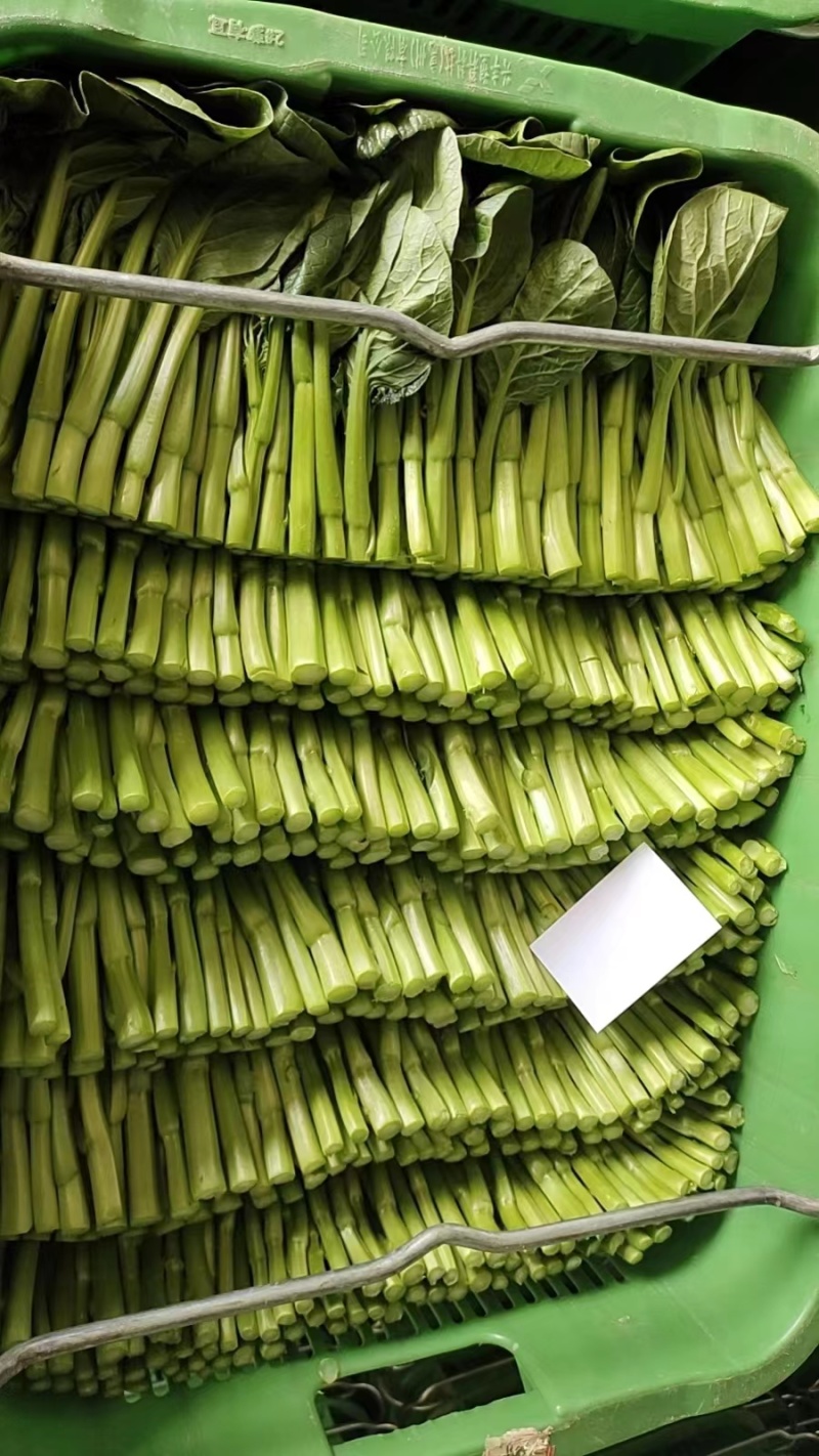 成都精品菜心