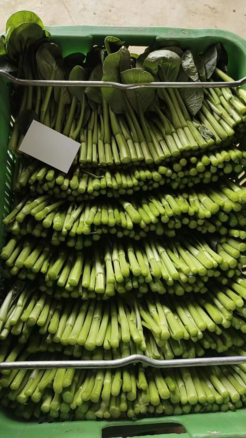 成都精品菜心