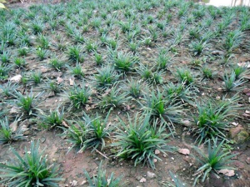 玉龙草苗